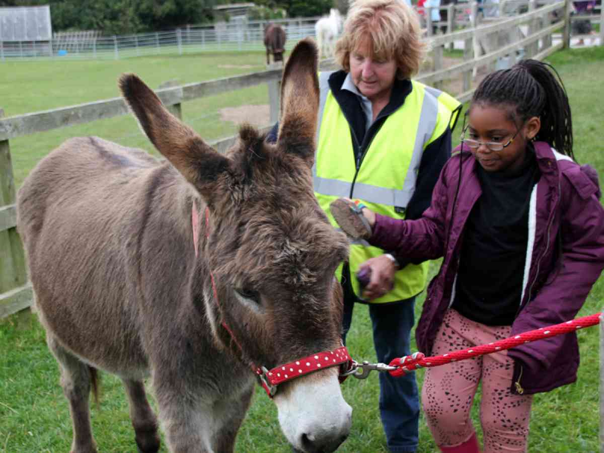 Isle Of Wight Donkey Sanctuary picture gallery